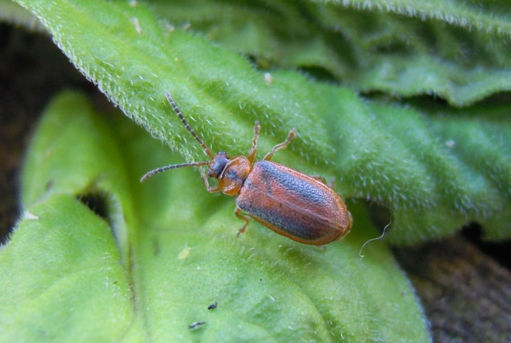 Chrysomelidae: Galerucella sp.? S, G. calmariensis